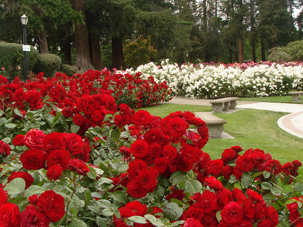 gambar taman bunga mawar Gambar Unik Lucu